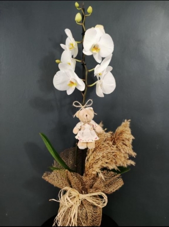 Tek Dal Beyaz Orkide Çiçeği ve Sevimli Ayıcık